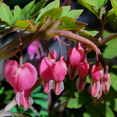 Growing Bleeding Hearts • Grow With Me